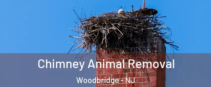  Chimney Animal Removal Woodbridge - NJ