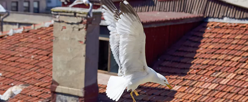 Residential Chimney Animal Removal Solution in Woodbridge, NJ