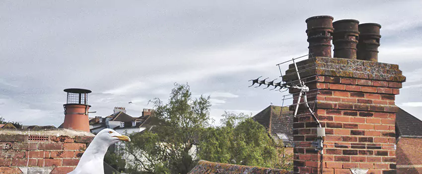 Chimney Cleaning And Restoration in Woodbridge, New Jersey